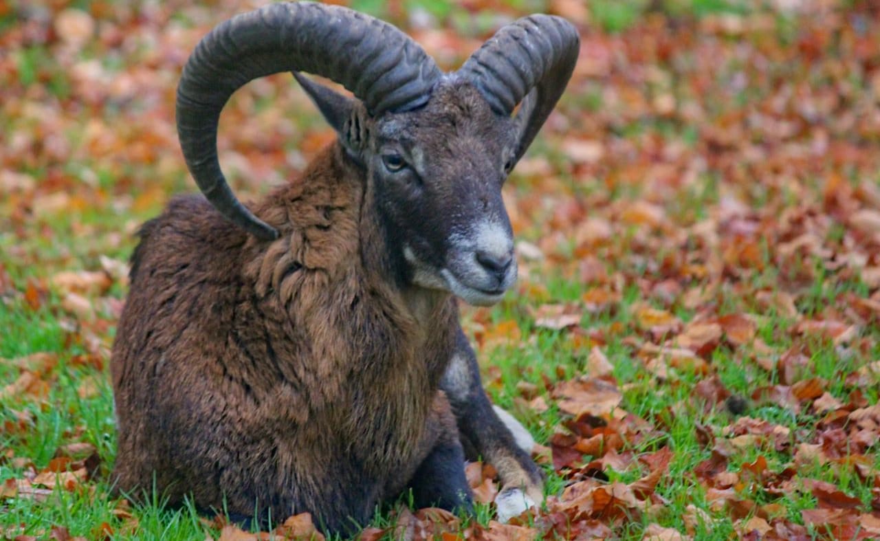 Mouflon image