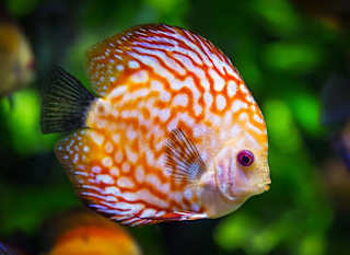 A close up of a brightly coloured fish at Newquay Aquarium. image