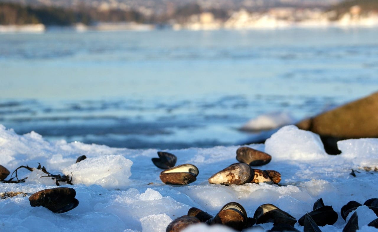 Polar Plunge image