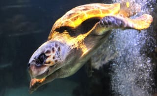 Oceanarium aquarium image
