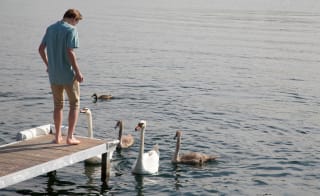 Abbotsbury swannery image