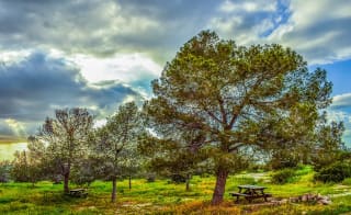 Firestone Copse, Ryde image