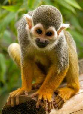 Animal sanctuaries Isle of Wight