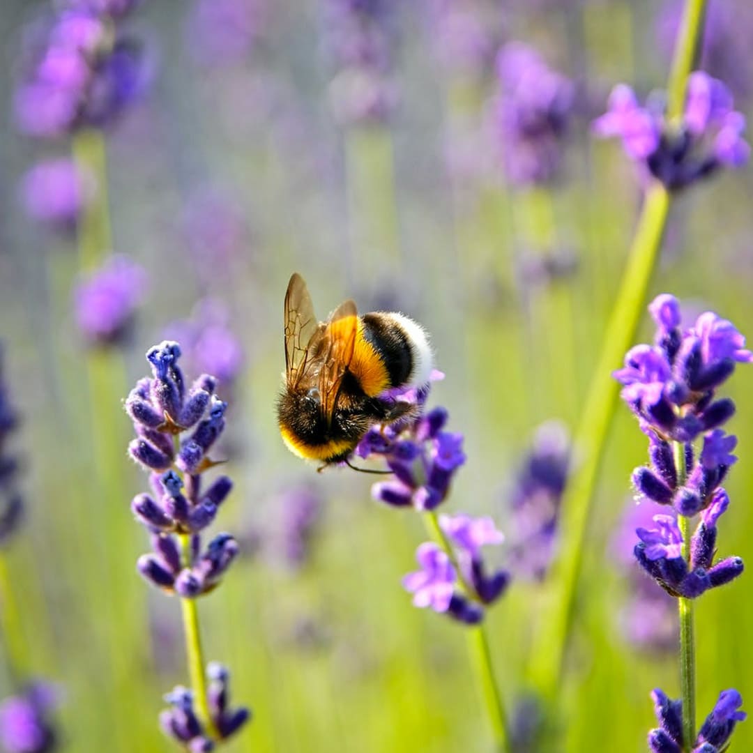 World Bee Day – 20th May image