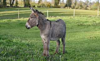 Hayling Island Donkey Sanctuary image