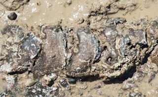 Ichthyosaur vertebrae fossils image