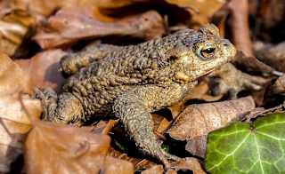 Common Toad image