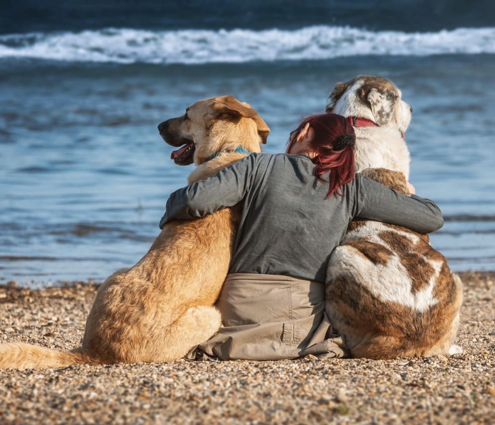 Dog-friendly beaches all year round