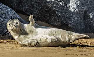 Cornish Seal Sanctuary image