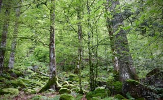 Cardinham Woods image