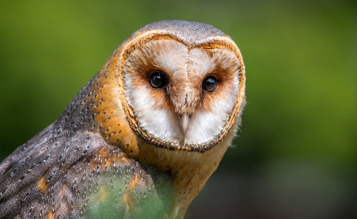 Barn Owl image
