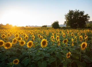 Sunnyfields Farm Shop image