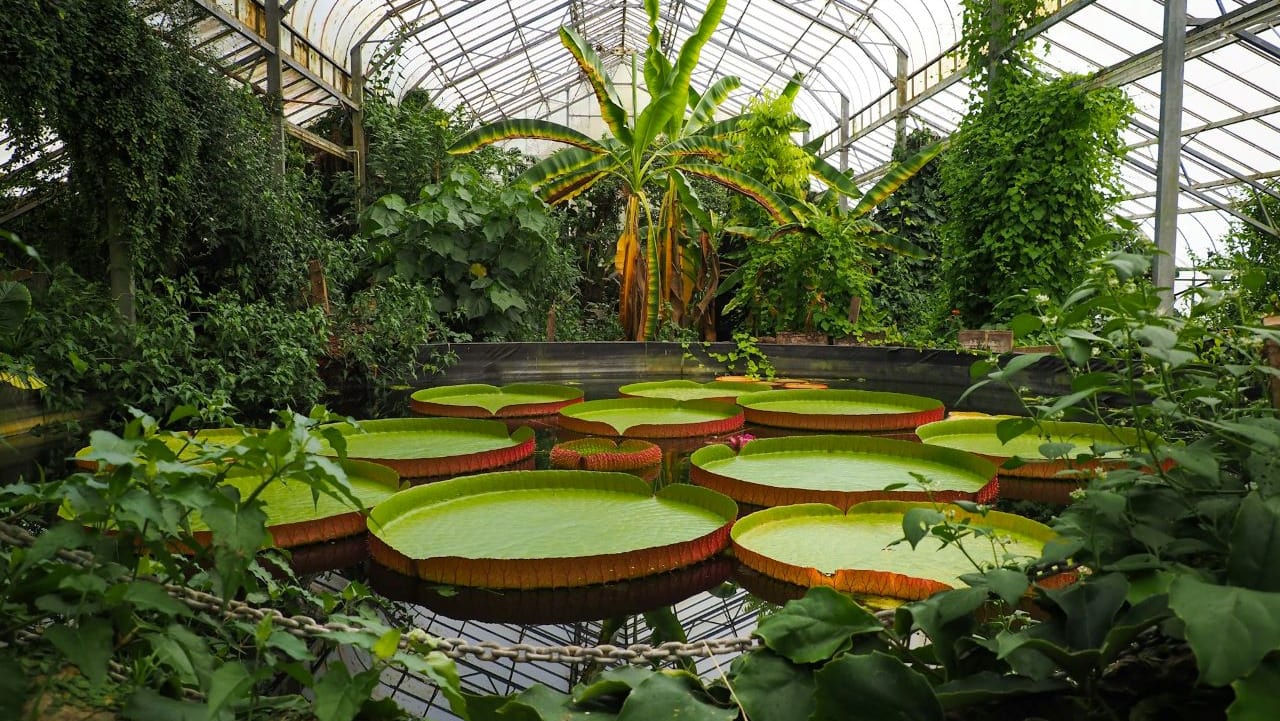 Ventnor Gardens