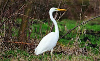 Wading image