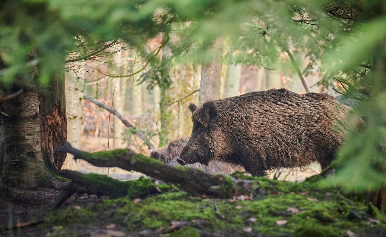 Wild Boar image
