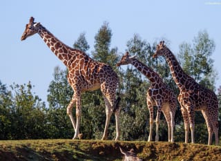 A group of three giraffes at Colchester Zoo. image