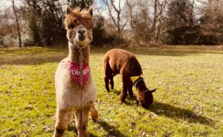 Alpaca Walk, Sandy Balls, Away Resorts image