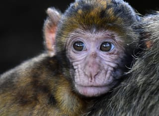 A close up image of a monkey at Monkey World, Dorset. image