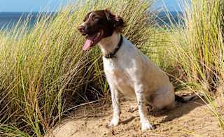 A dog sat on the beach on a sunny day. image