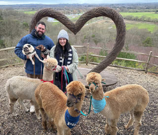 6 alpaca walking in Hampshire