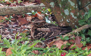 Nightjar image