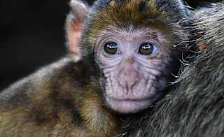 A close up image of a monkey at Monkey World, Dorset. image