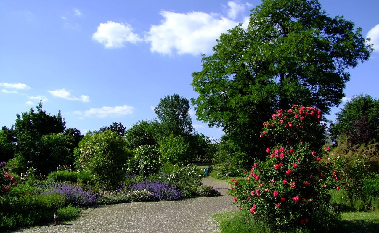 Ventnor Botanic Garden image