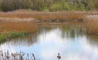 Whisby Nature Park image