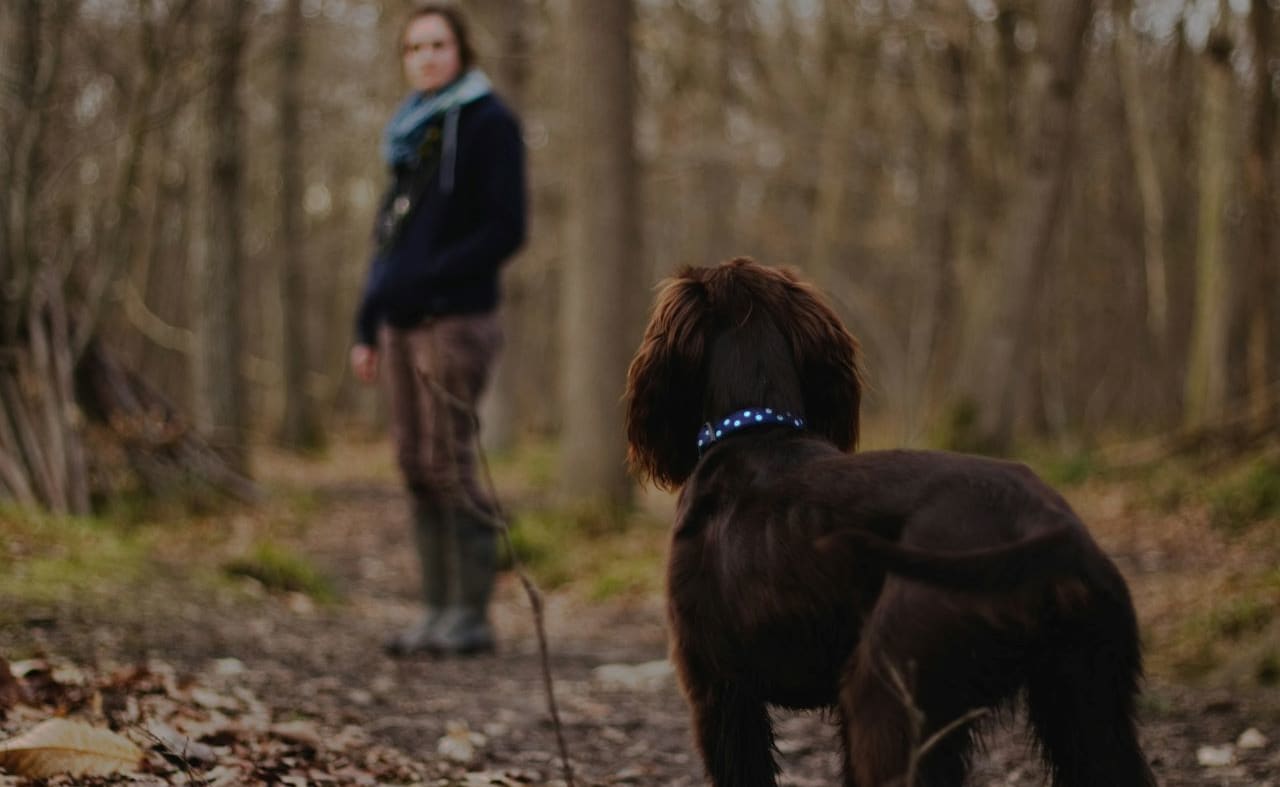 Anderwood Walk image