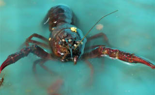 The National Lobster Hatchery image