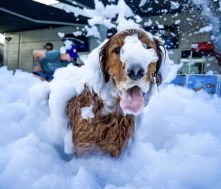 Doggy Foam Fun