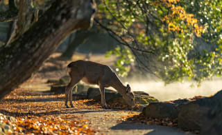 Studley Royal Deer Park walk image