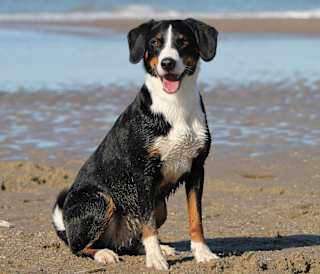 Things to do in Cornwall with dogs