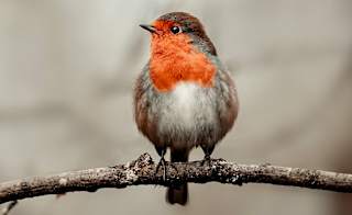 Look for festive winter wildlife image