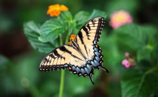 Pili Palas Nature World image