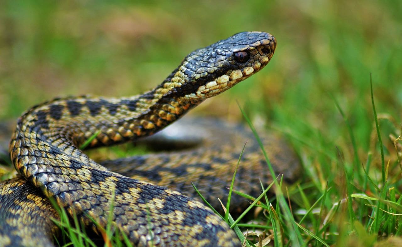 Adders image