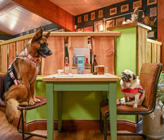 The Dog’s Frolics: Away Resorts opens UK’s first pub for dogs image