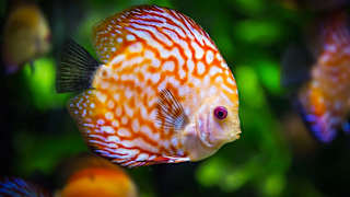 A close up of a brightly coloured fish at Newquay Aquarium.