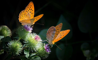 Butterfly and bug bonanza image