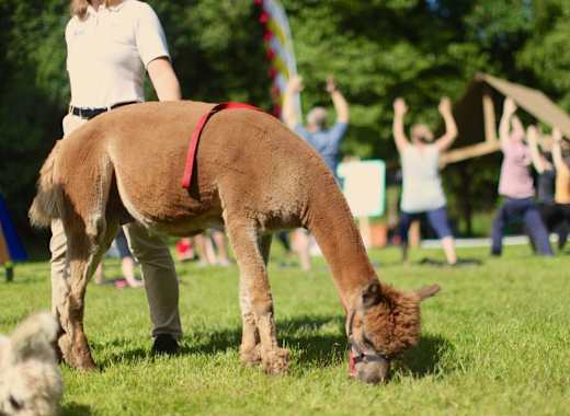 Alpaca walks at Sandy Balls