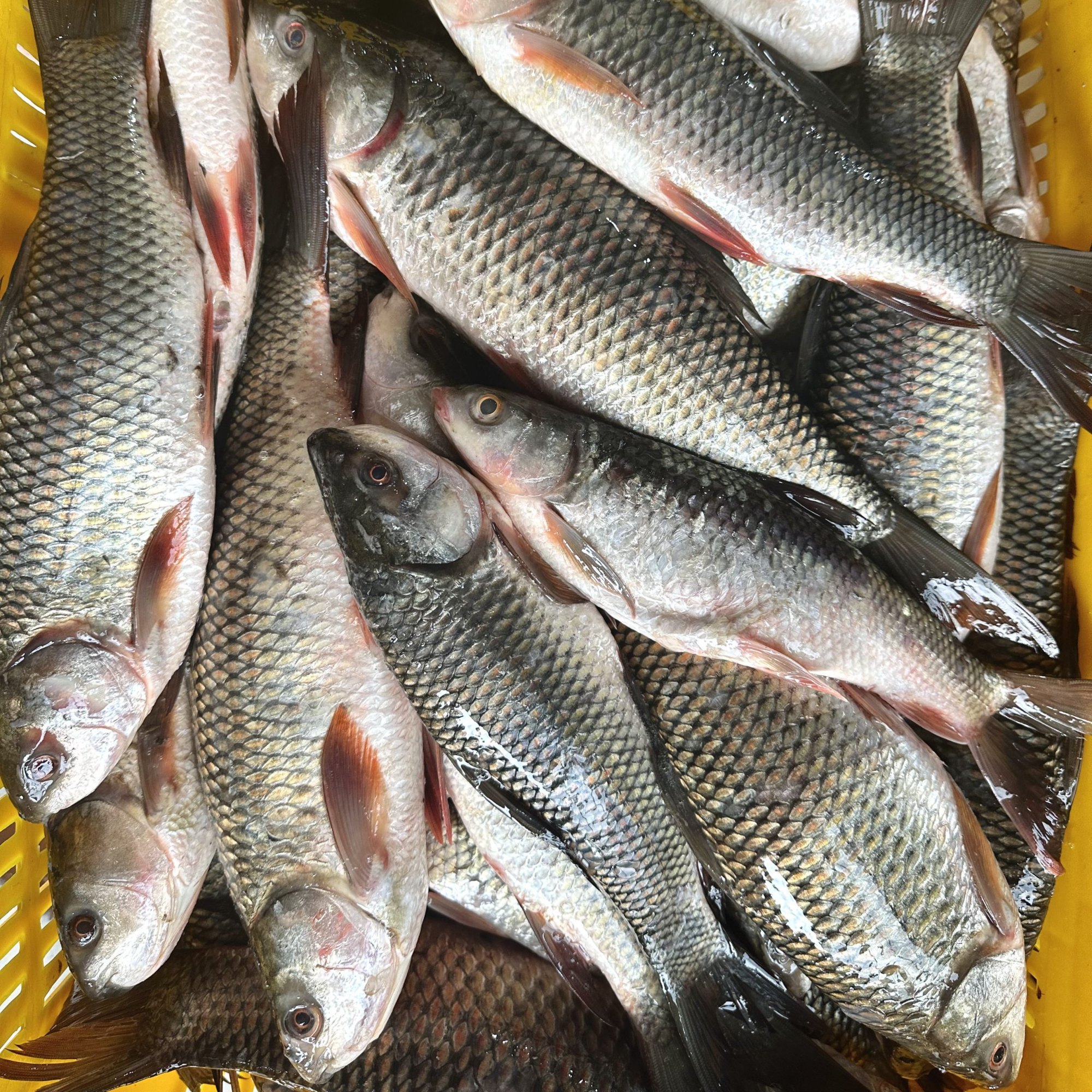 Fish 2