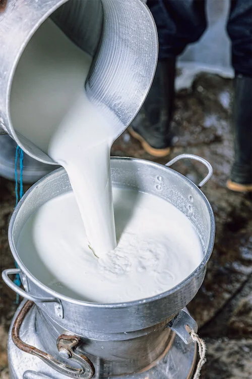 BUFFALO MILK