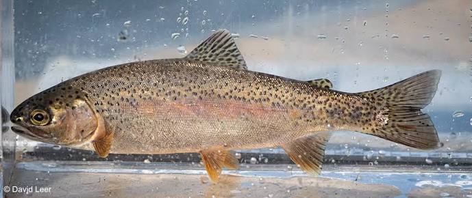 RAINBOW TROUT