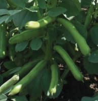 BØNNE (BONDE) WITKIEM MANITA BEISET