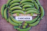 ERT (BRYTSUKKERERT) CASCADIA UBEISET GRAM