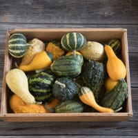GRESSKAR (MINI PYNT) ORNAMENTAL GOURDS MIX