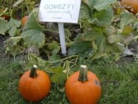 GRESSKAR (HALLOWEEN) GOMEZ F1 UBEISET