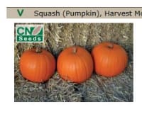 GRESSKAR (HALLOWEEN) HARVEST MOON F1 BEISET