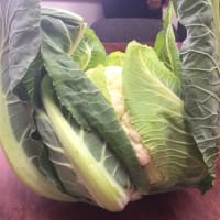 BLOMKÅL CLARINA UBEISA PRES