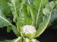 BLOMKÅL ANDROMEDA F1 UBEISET  PRES